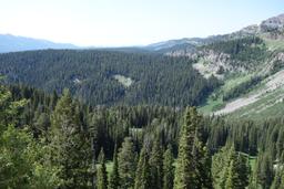 Greys river forest [sat jul 3 10:13:06 mdt 2021]